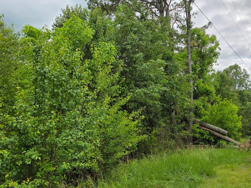00 County Road #101, Riceville, Tennessee image 2