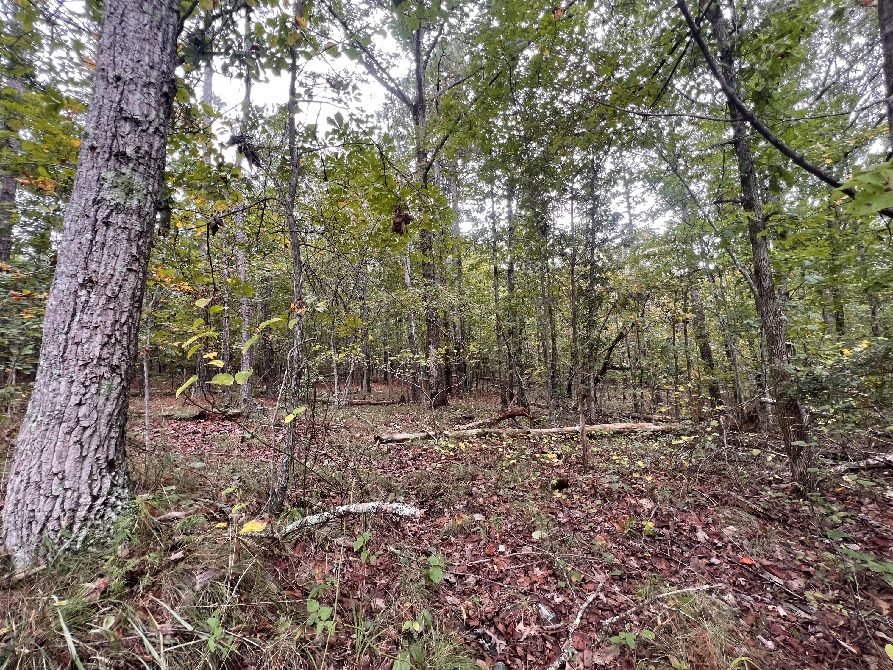 00 County Road #520, Mentone, Alabama image 1