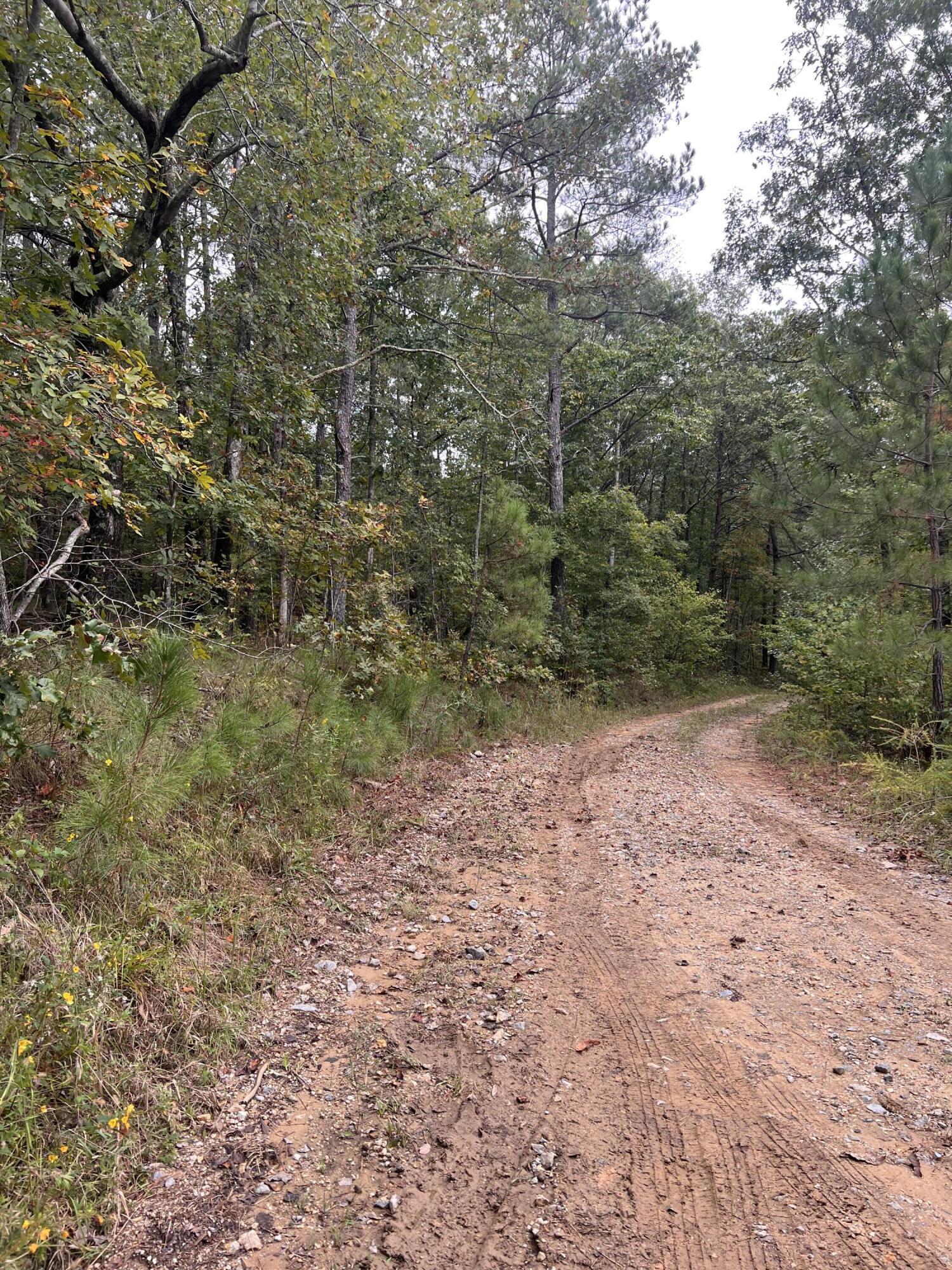00 County Road #520, Mentone, Alabama image 4