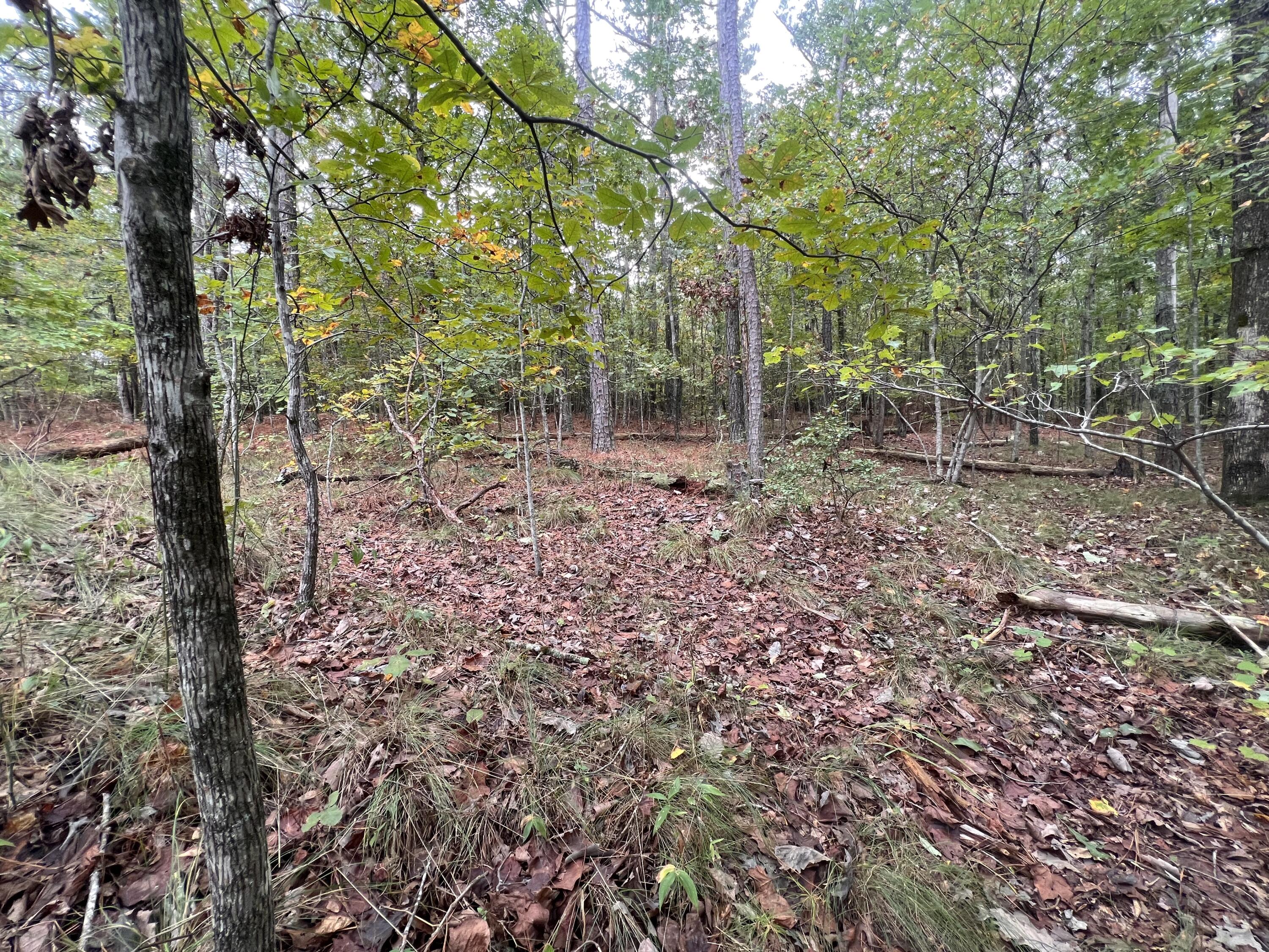 00 County Road #520, Mentone, Alabama image 6