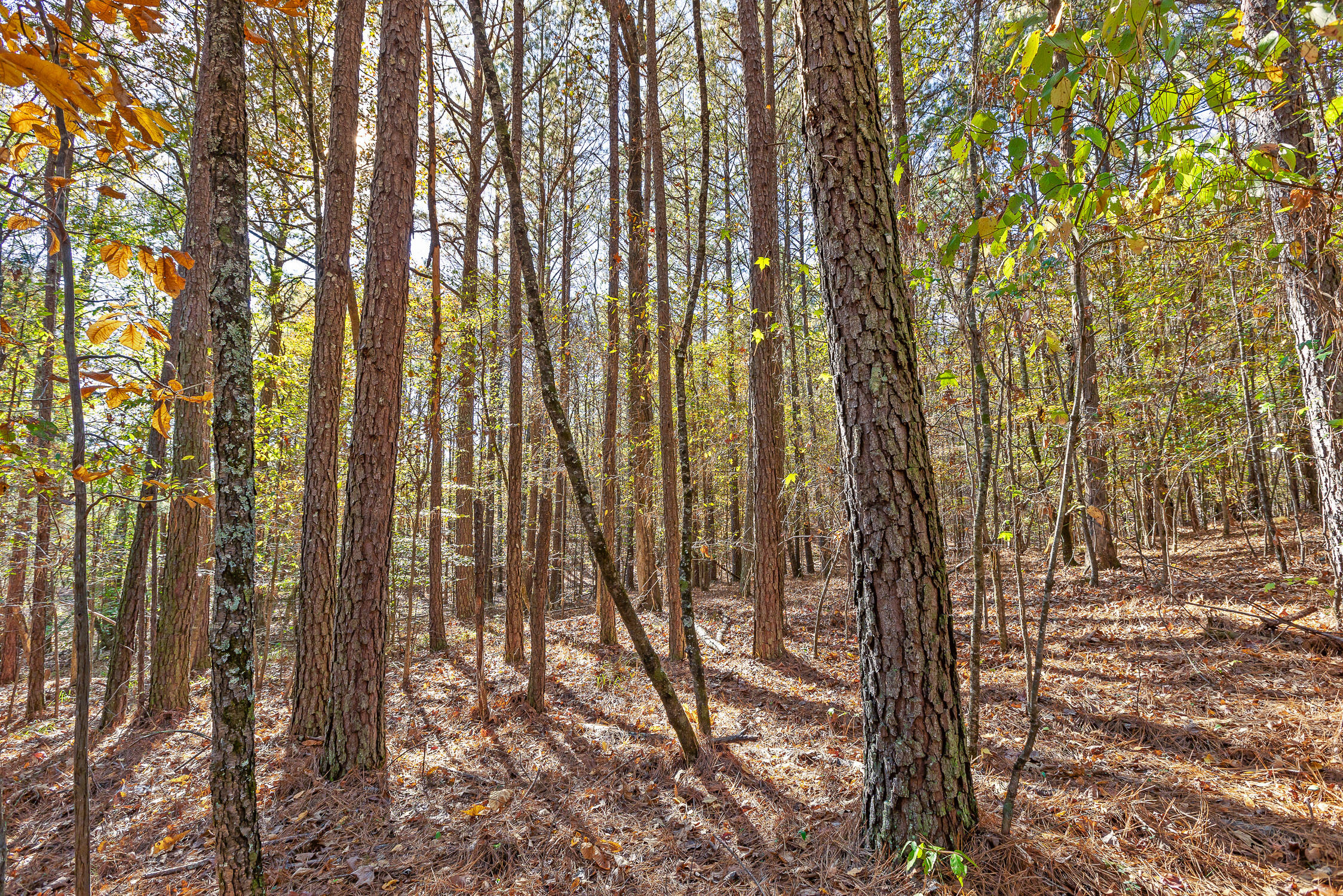 McDonald, Tennessee 37353, United States, ,Land,Contingent,32615