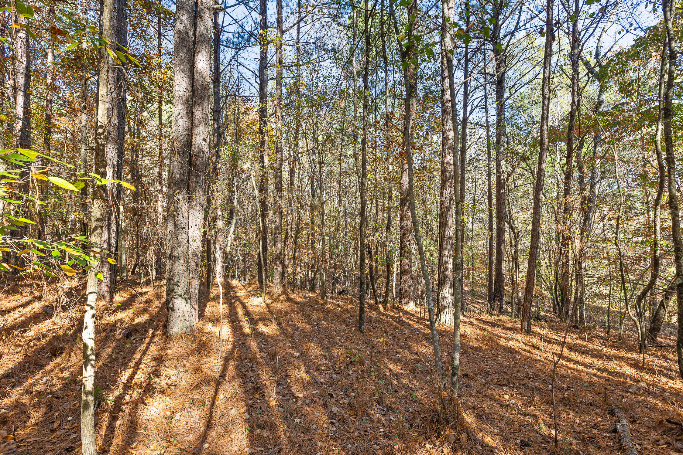 McDonald, Tennessee 37353, United States, ,Land,Contingent,32615