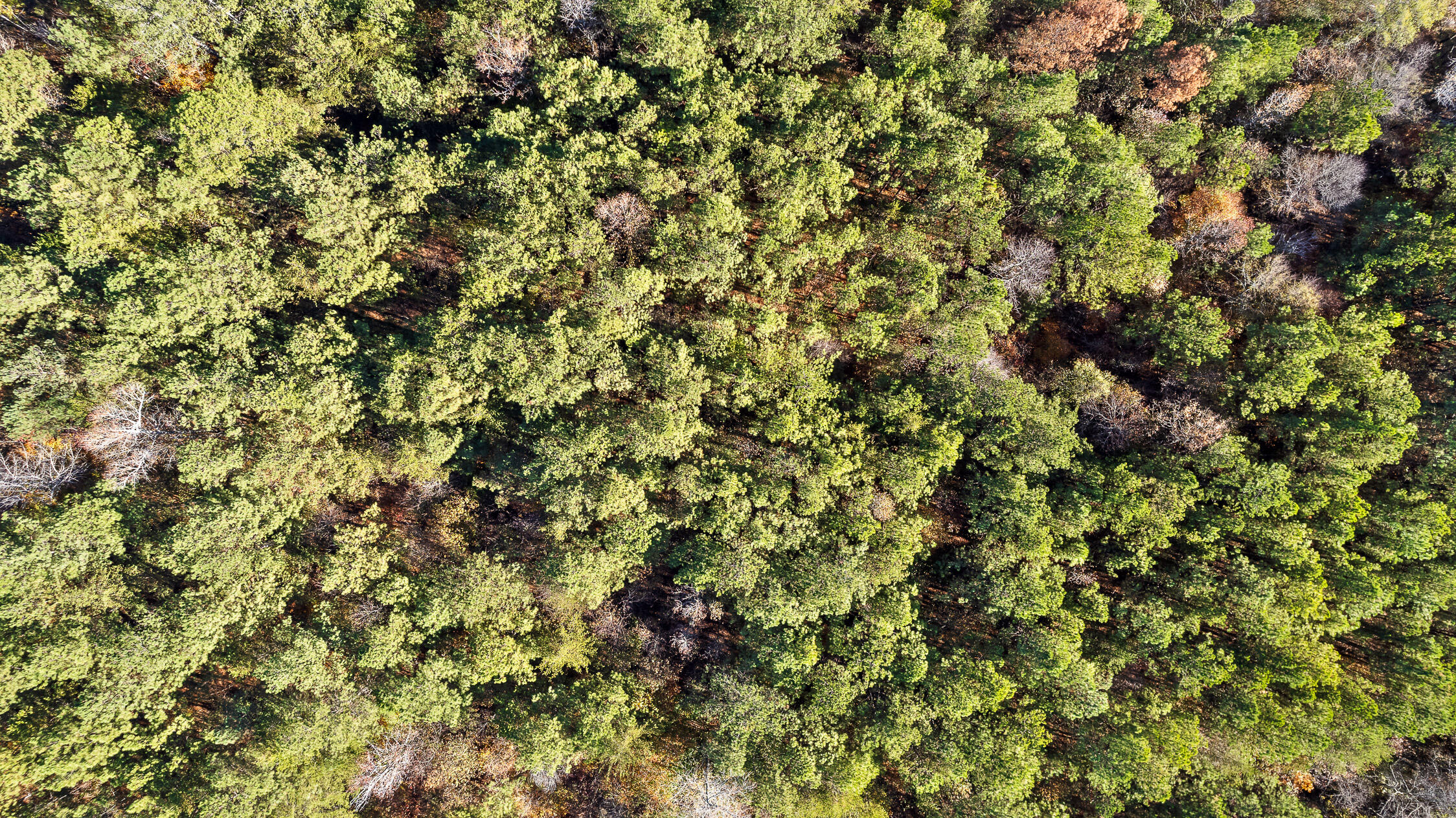 McDonald, Tennessee 37353, United States, ,Land,Contingent,32615