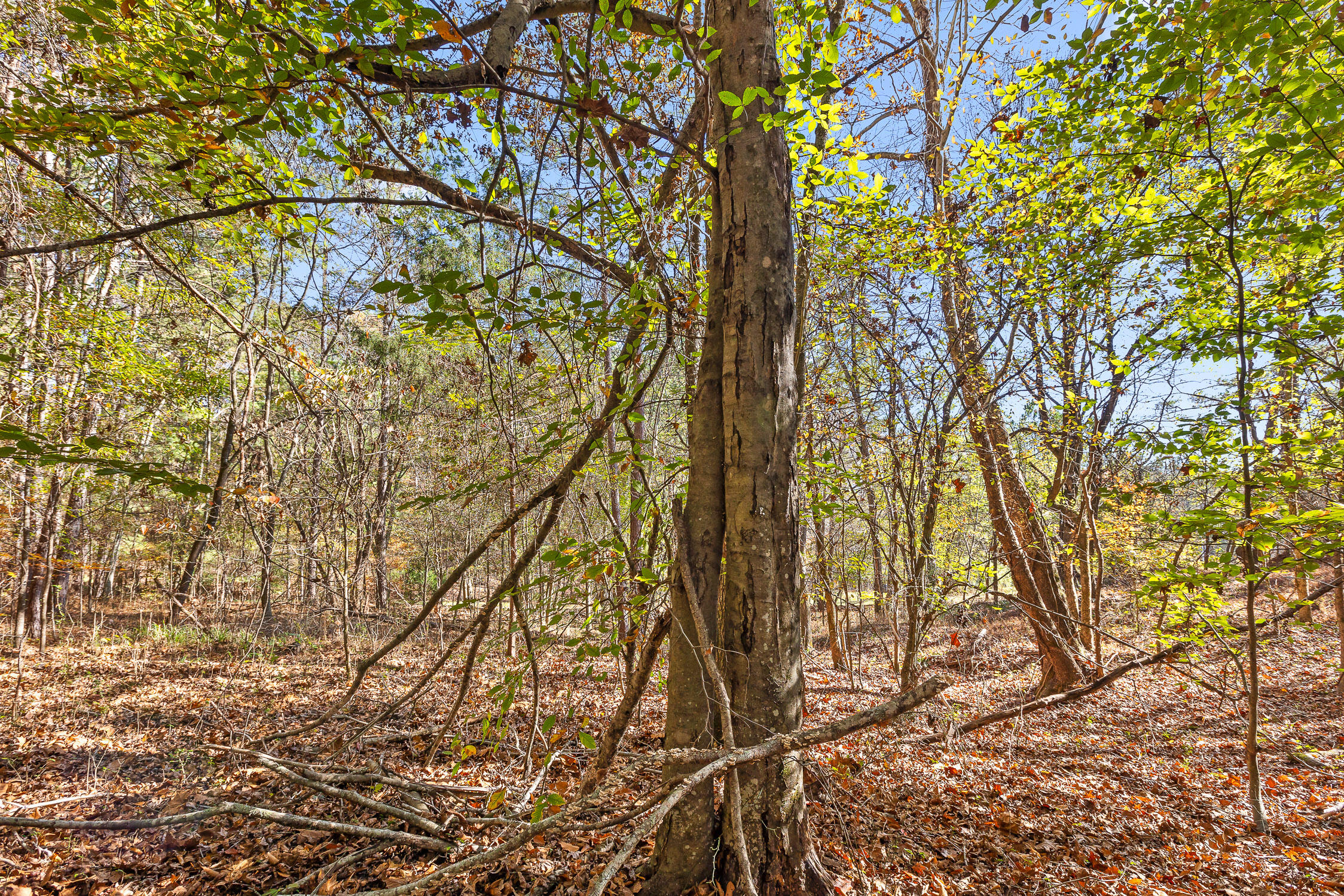 McDonald, Tennessee 37353, United States, ,Land,Contingent,32615
