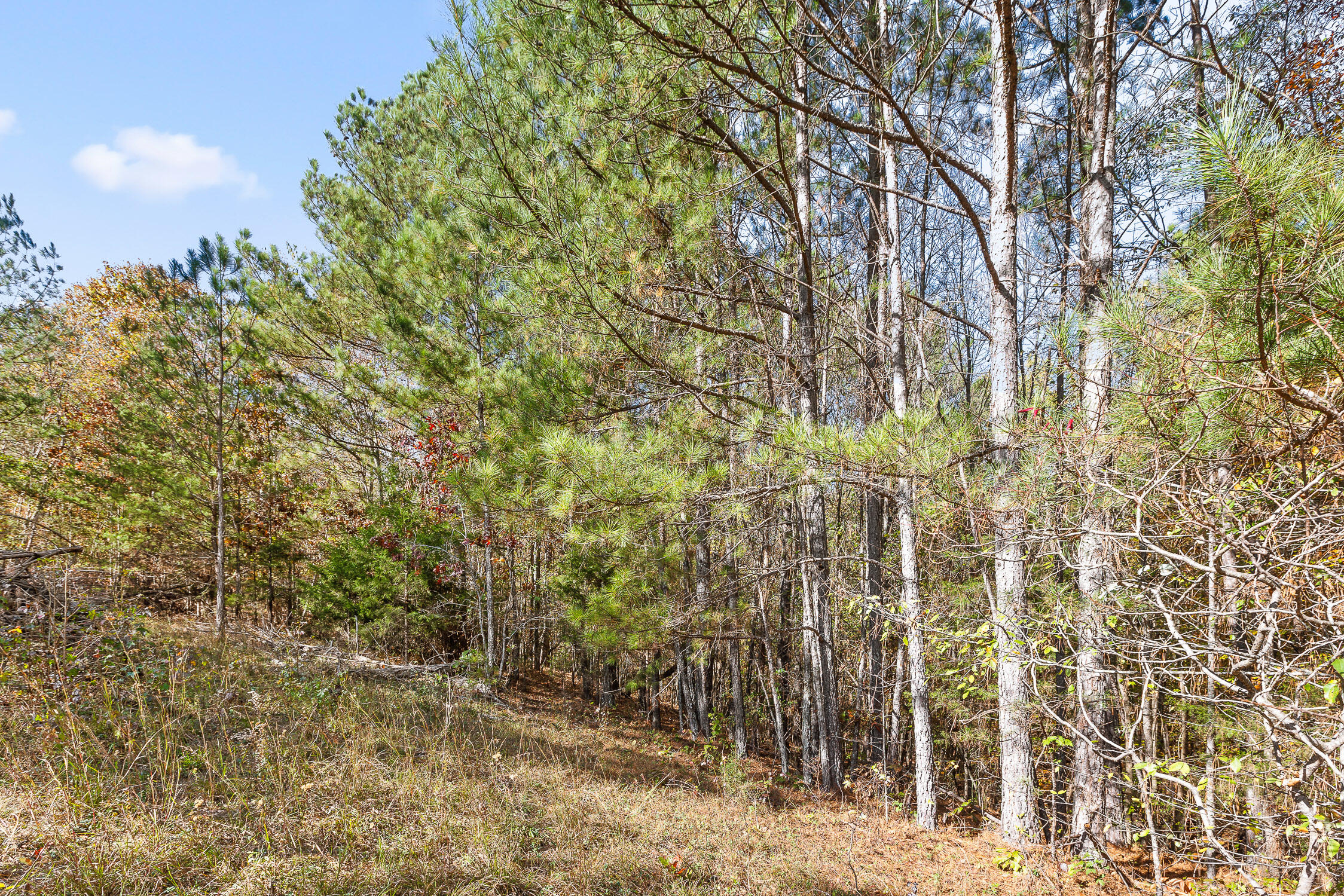 McDonald, Tennessee 37353, United States, ,Land,Contingent,32615