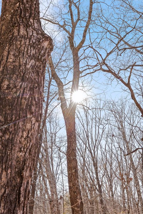 Tiny photo for 3612 Taft Highway, Signal Mountain, TN 37377 (MLS # 1508209)