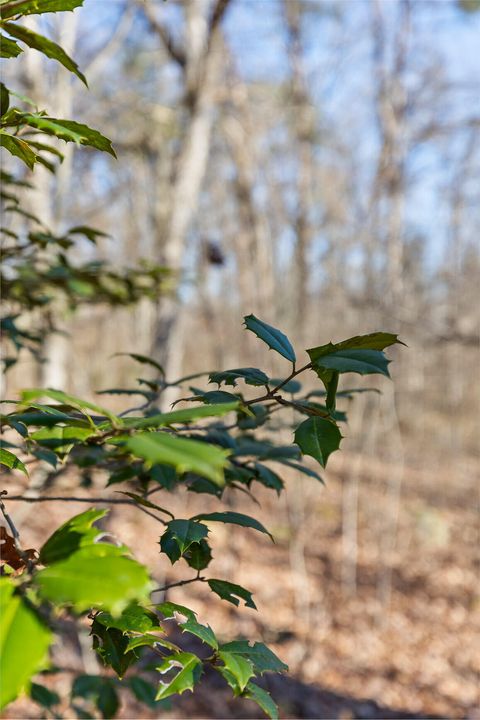 Tiny photo for 3612 Taft Highway, Signal Mountain, TN 37377 (MLS # 1508209)