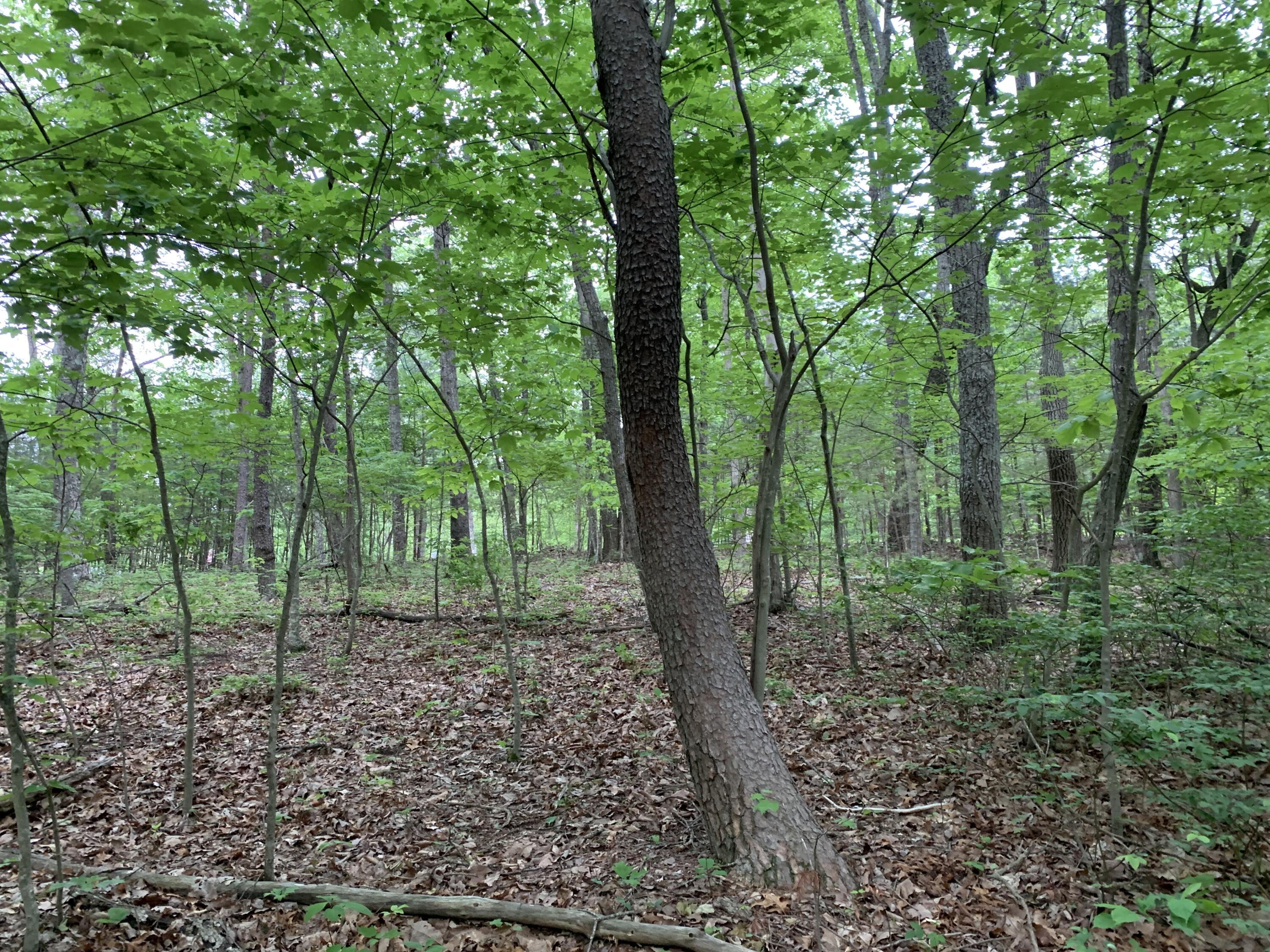 000 N Stewart Lane, Rising Fawn, Georgia image 4
