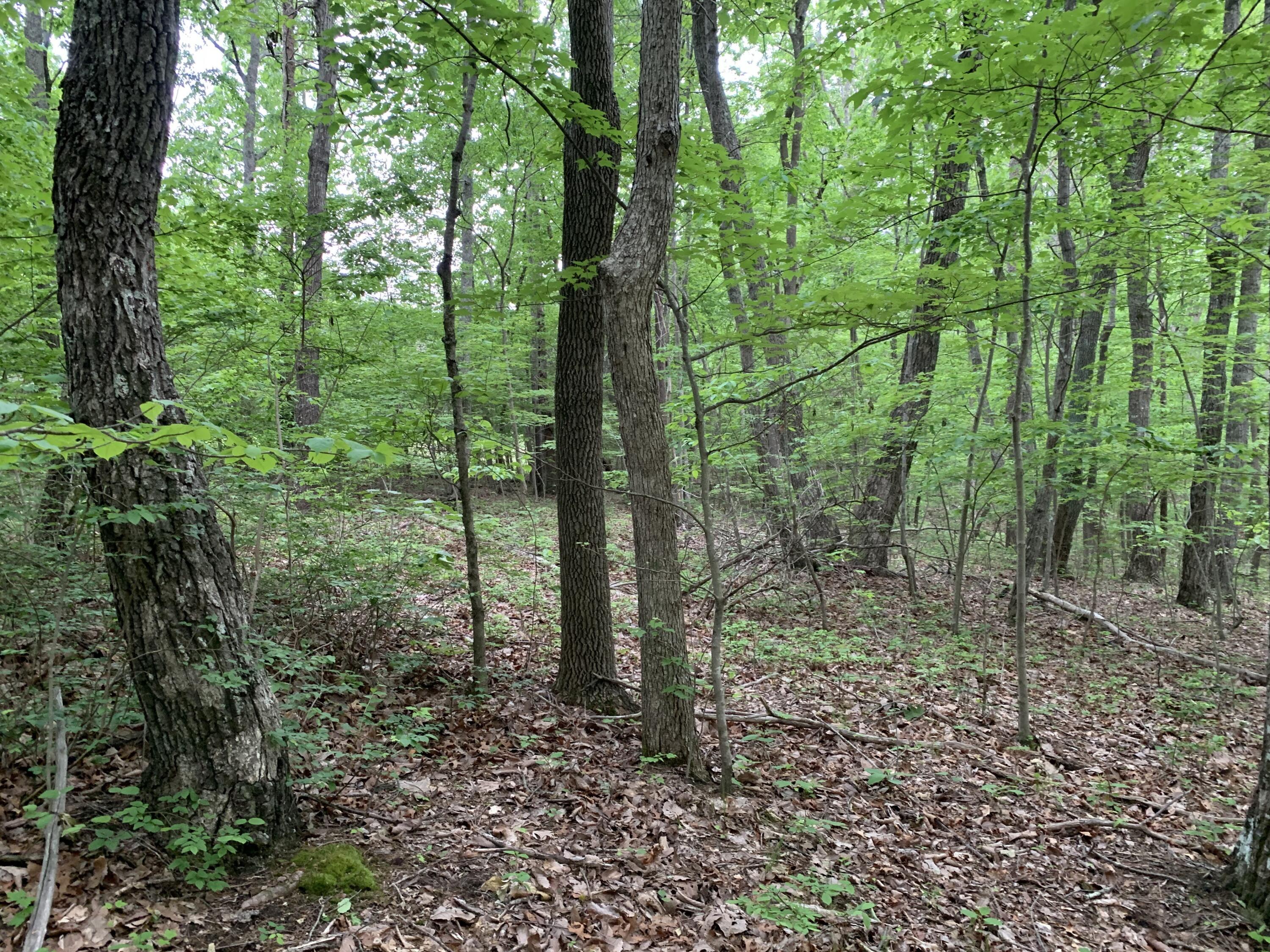 000 N Stewart Lane, Rising Fawn, Georgia image 3