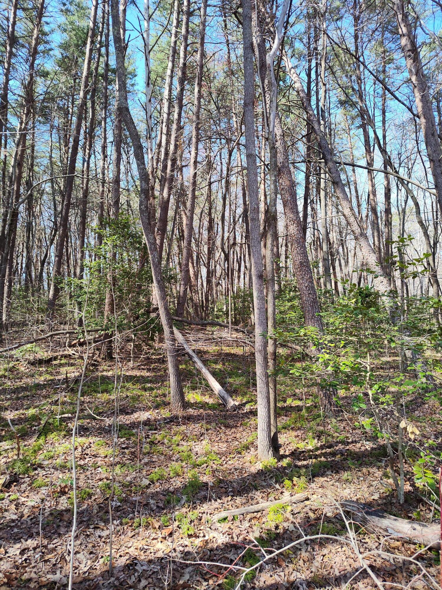 Snyder Loop #5, Graysville, Tennessee image 5