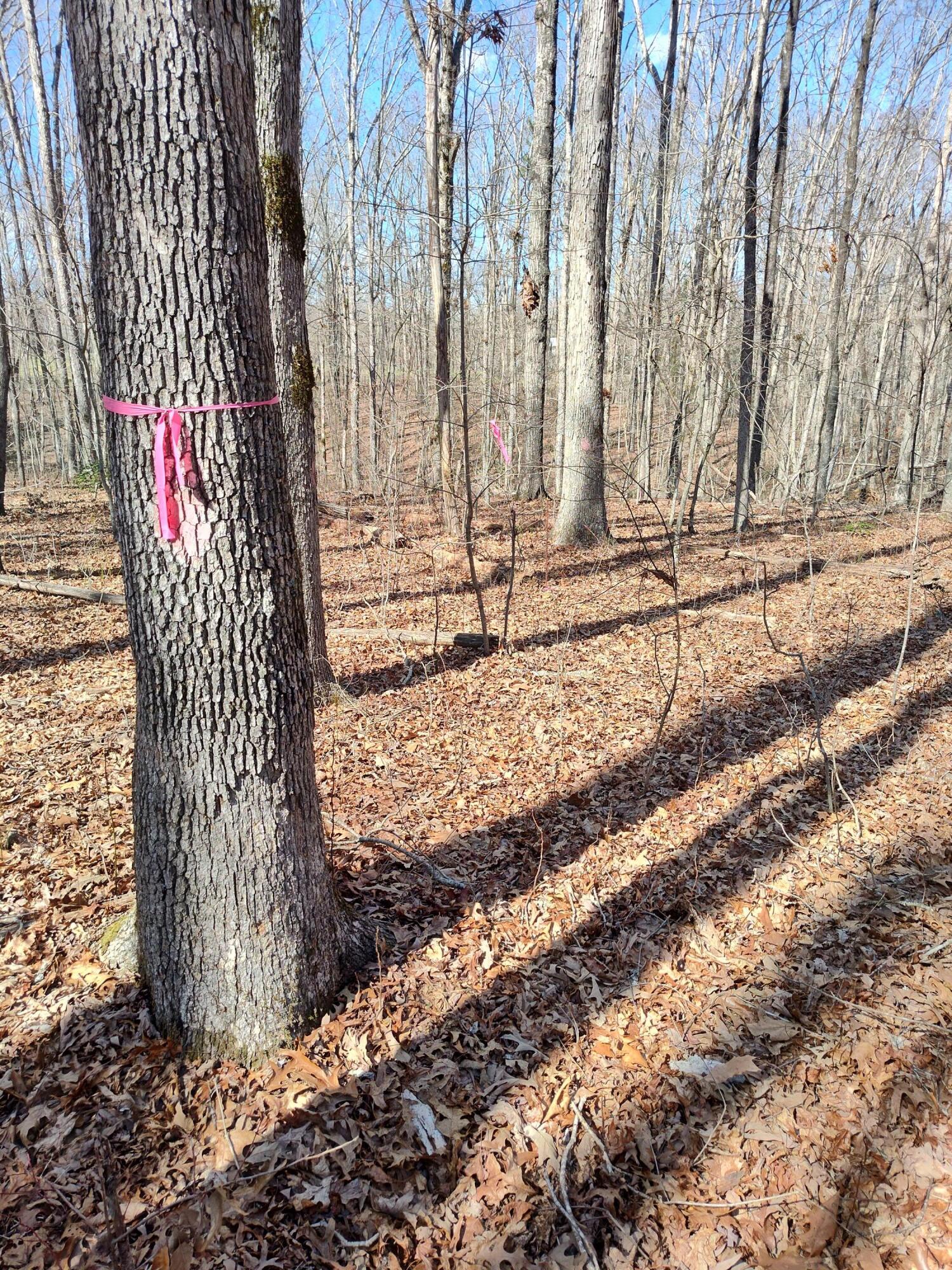 Snyder Loop #5, Graysville, Tennessee image 10