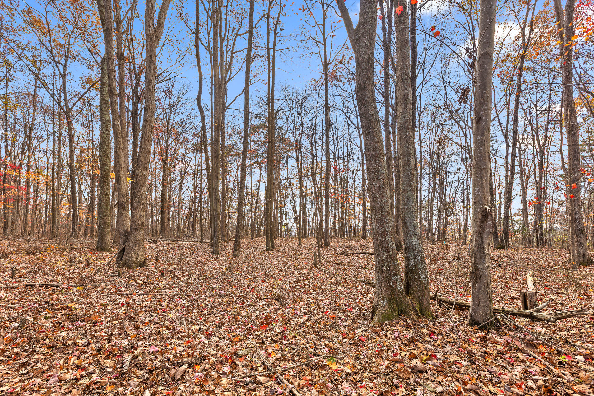 Shivas Crest #70B, Rising Fawn, Georgia image 9