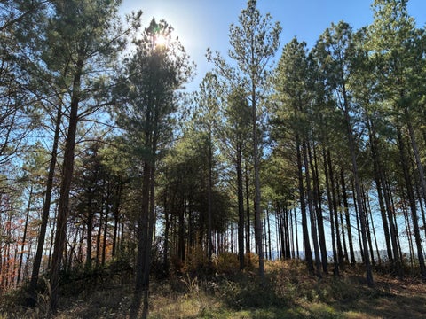 Vacant Land For Sale - 4690 Split Rail Way<br/> Guild, TN 37340