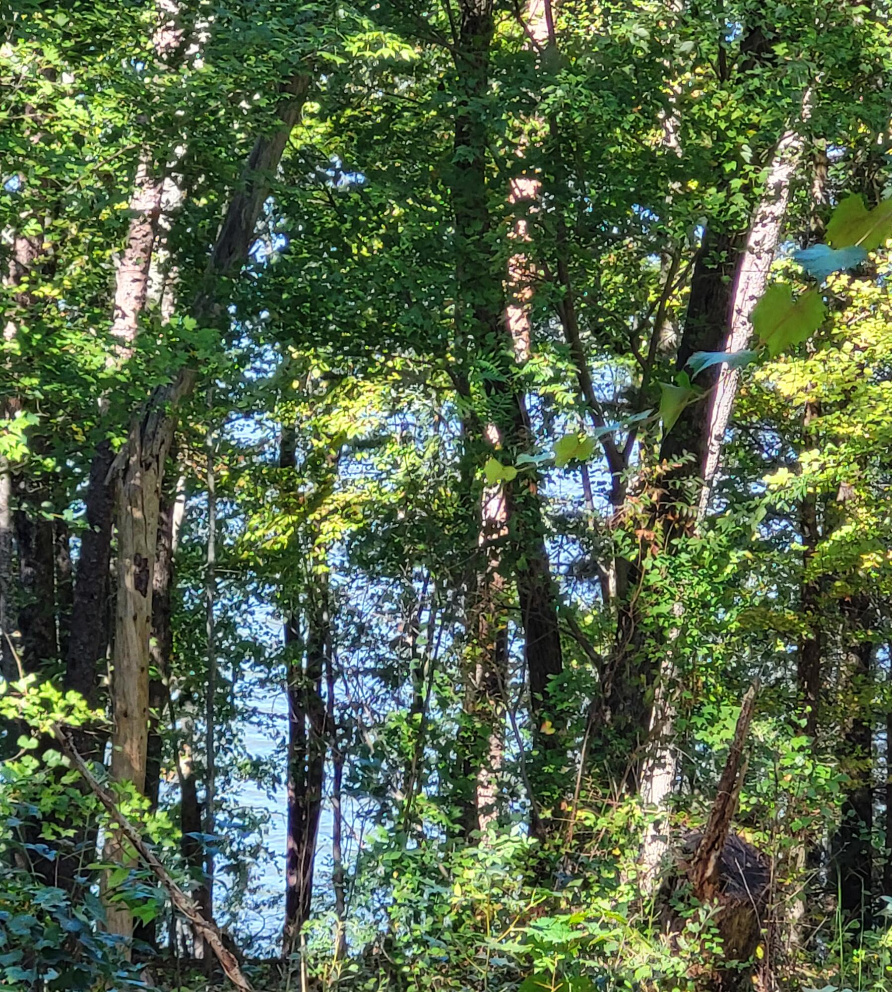 15003 May Road, Sale Creek, Tennessee image 2