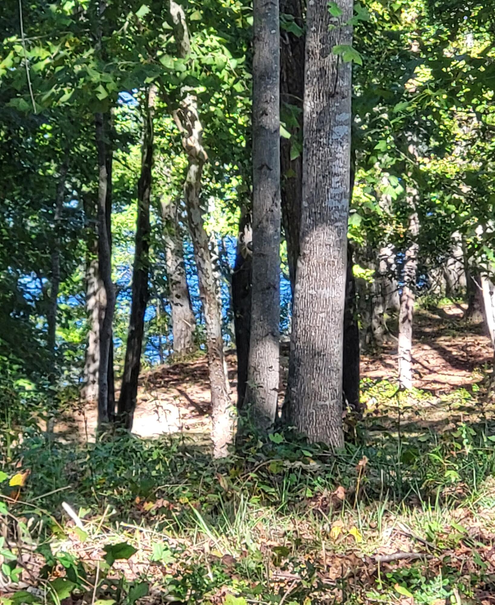 15003 May Road, Sale Creek, Tennessee image 8