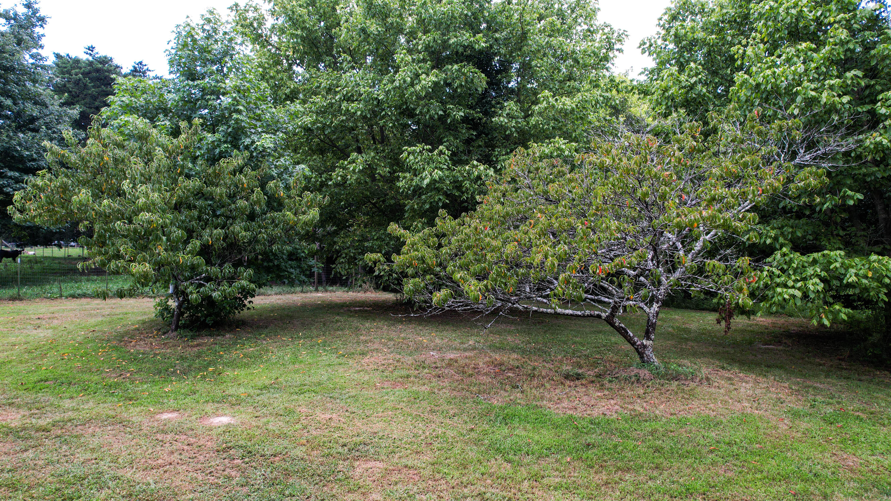 Trenton, Georgia 30752, United States, ,Land,Active,186607