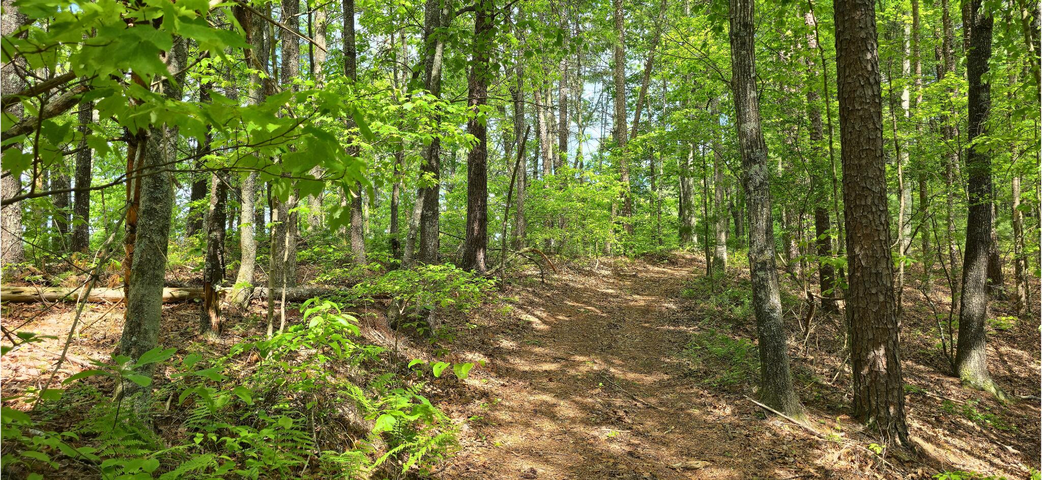 Towee Mountain Drive, Reliance, Tennessee image 25
