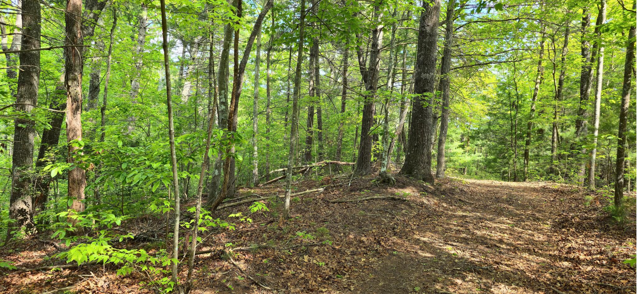 Towee Mountain Drive, Reliance, Tennessee image 23
