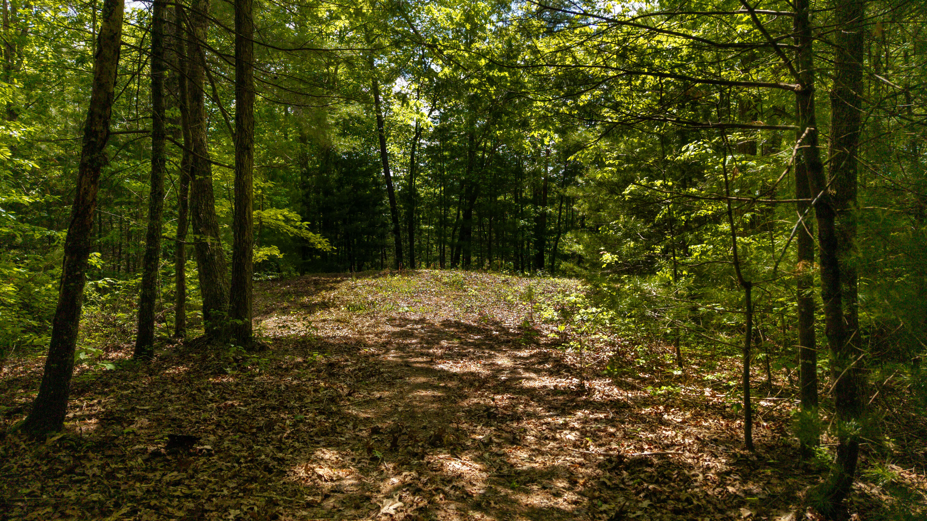 Towee Mountain Drive, Reliance, Tennessee image 19