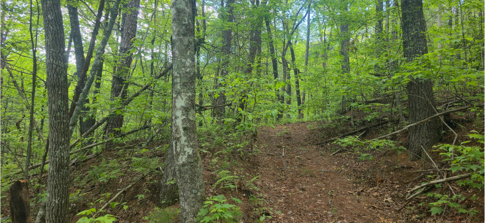 Towee Mountain Drive, Reliance, Tennessee image 24