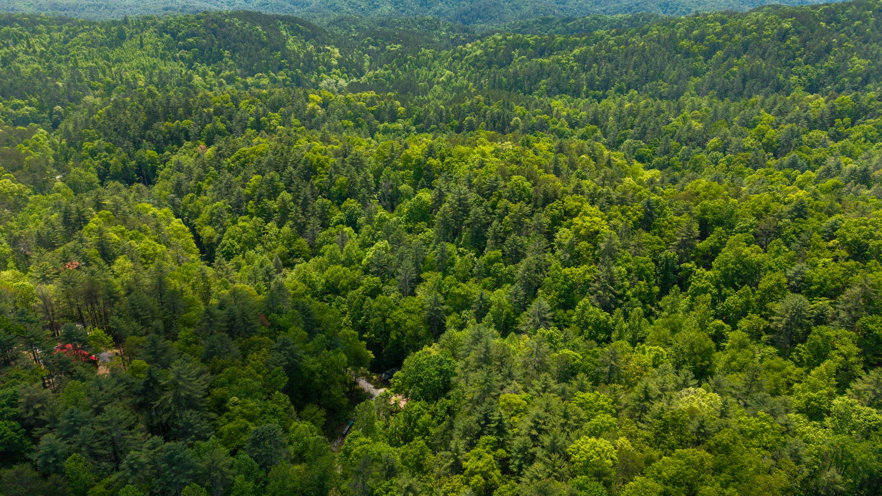 Towee Mountain Drive, Reliance, Tennessee image 12