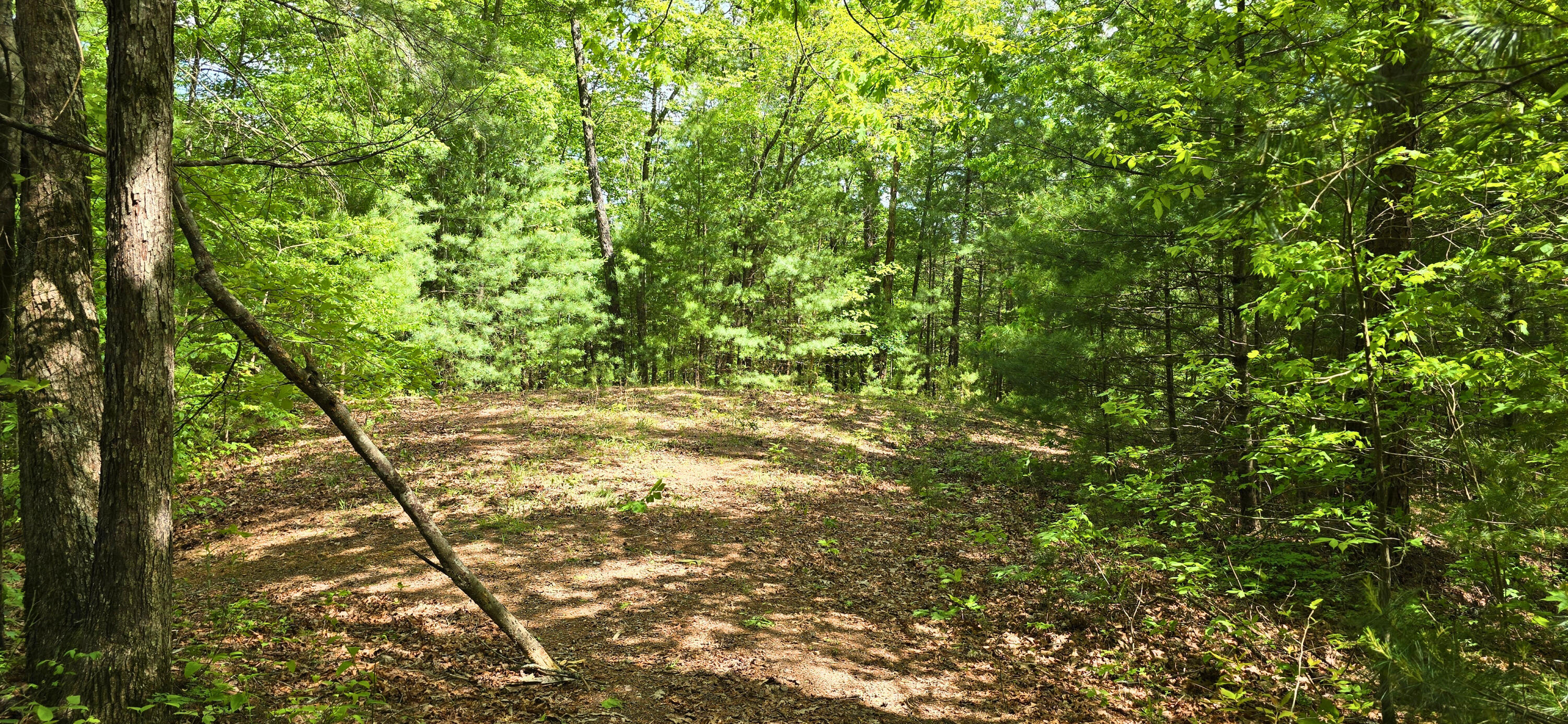 Towee Mountain Drive, Reliance, Tennessee image 17
