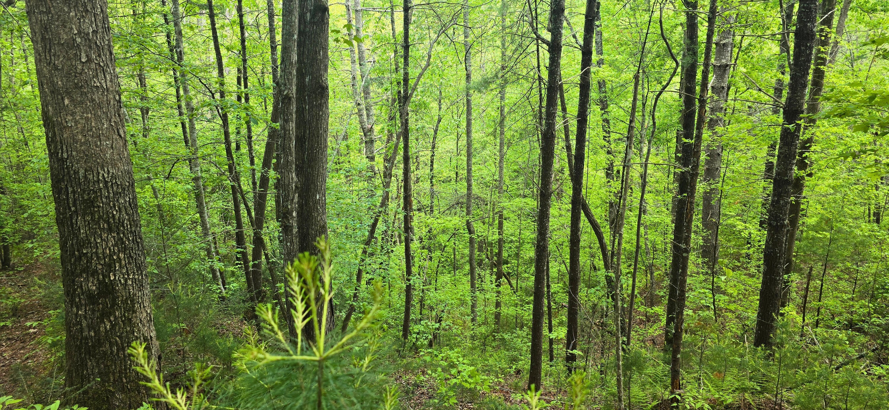 Towee Mountain Drive, Reliance, Tennessee image 27