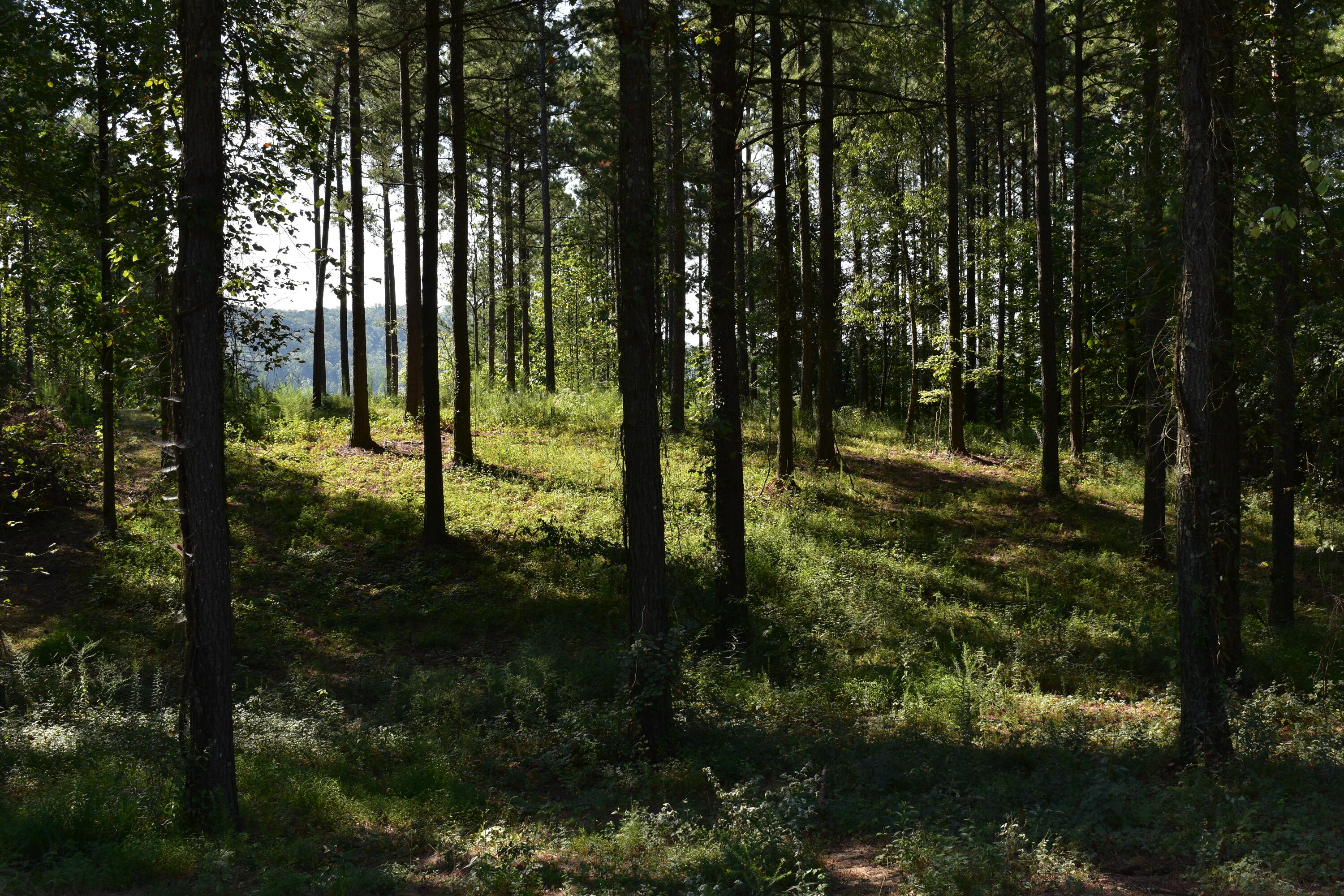 Split Rail Way #1368, Guild, Tennessee image 4