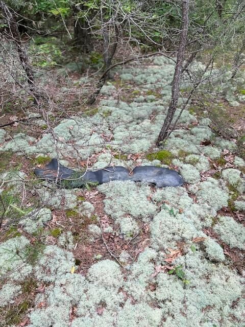 Tiny photo for 0 Joe Groves Road, Pikeville, TN 37367 (MLS # 1529392)