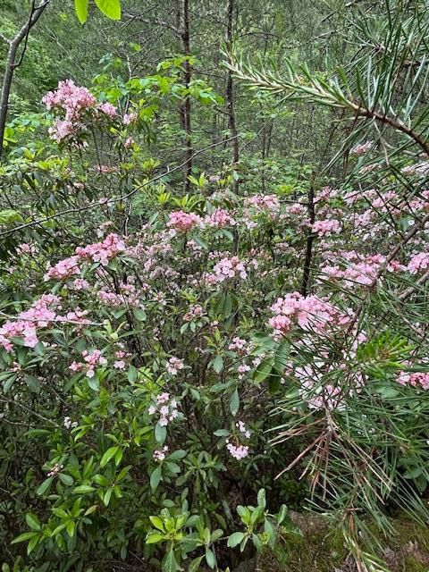 Tiny photo for 0 Joe Groves Road, Pikeville, TN 37367 (MLS # 1529392)