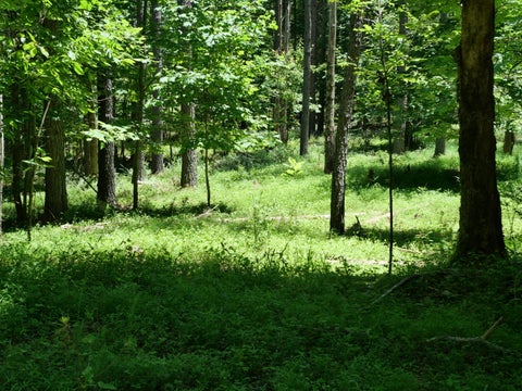 Vacant Land For Sale - 3256 Summer City Rd<br/> Pikeville, TN 37367