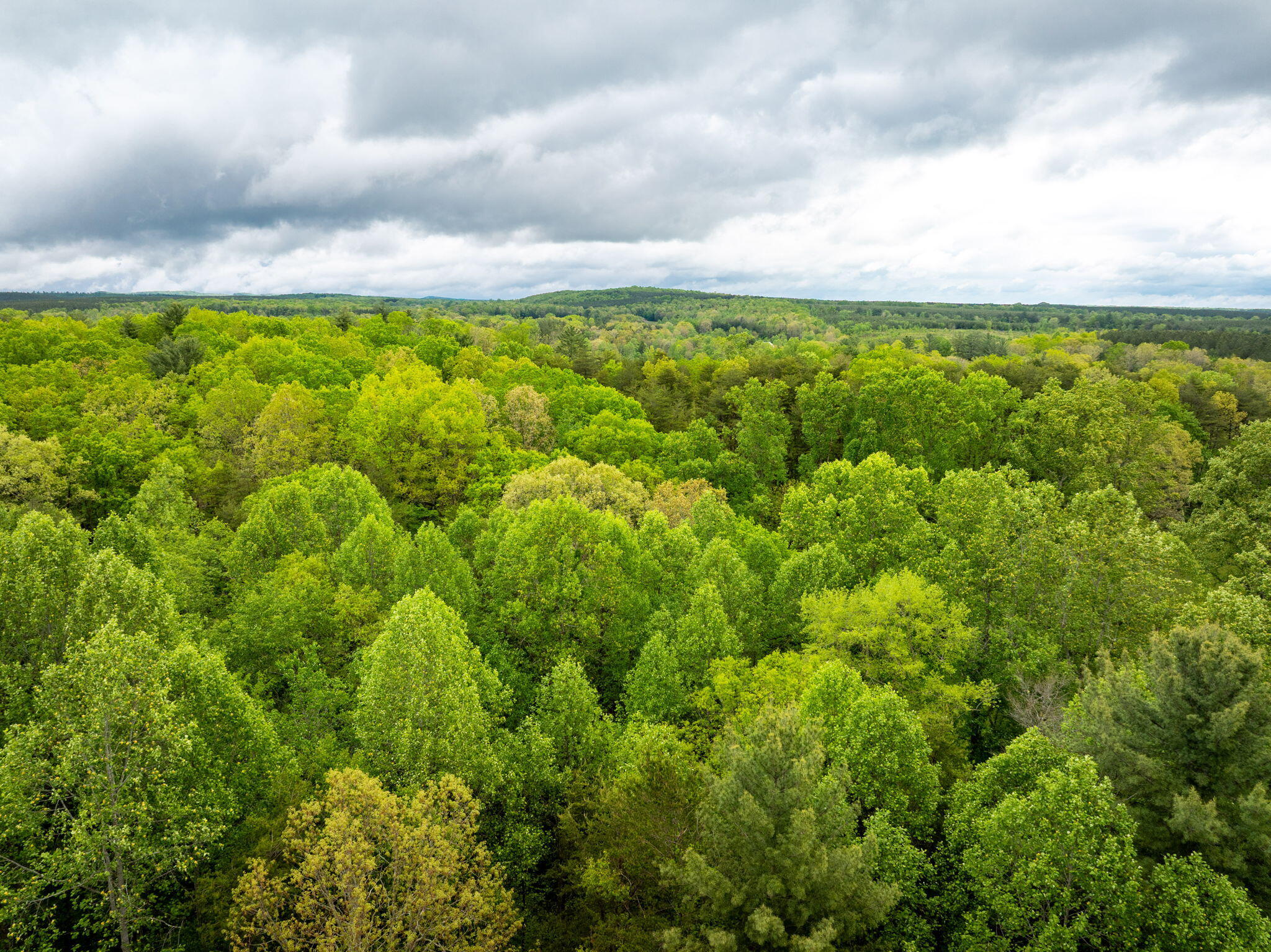Blaine Smith Road #TRACT 8, Graysville, Tennessee image 6