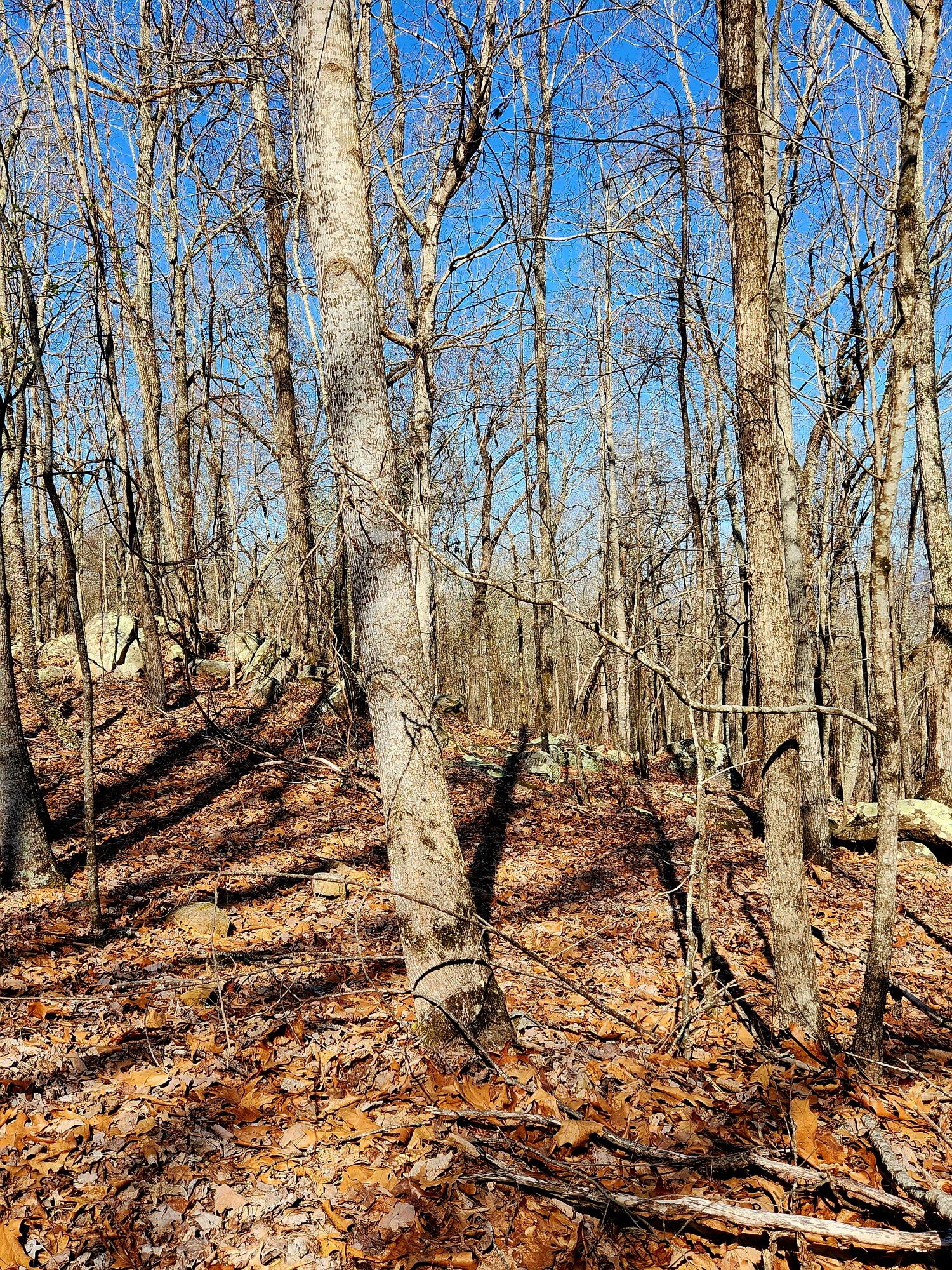 Scenic Drive #6, South Pittsburg, Tennessee image 14