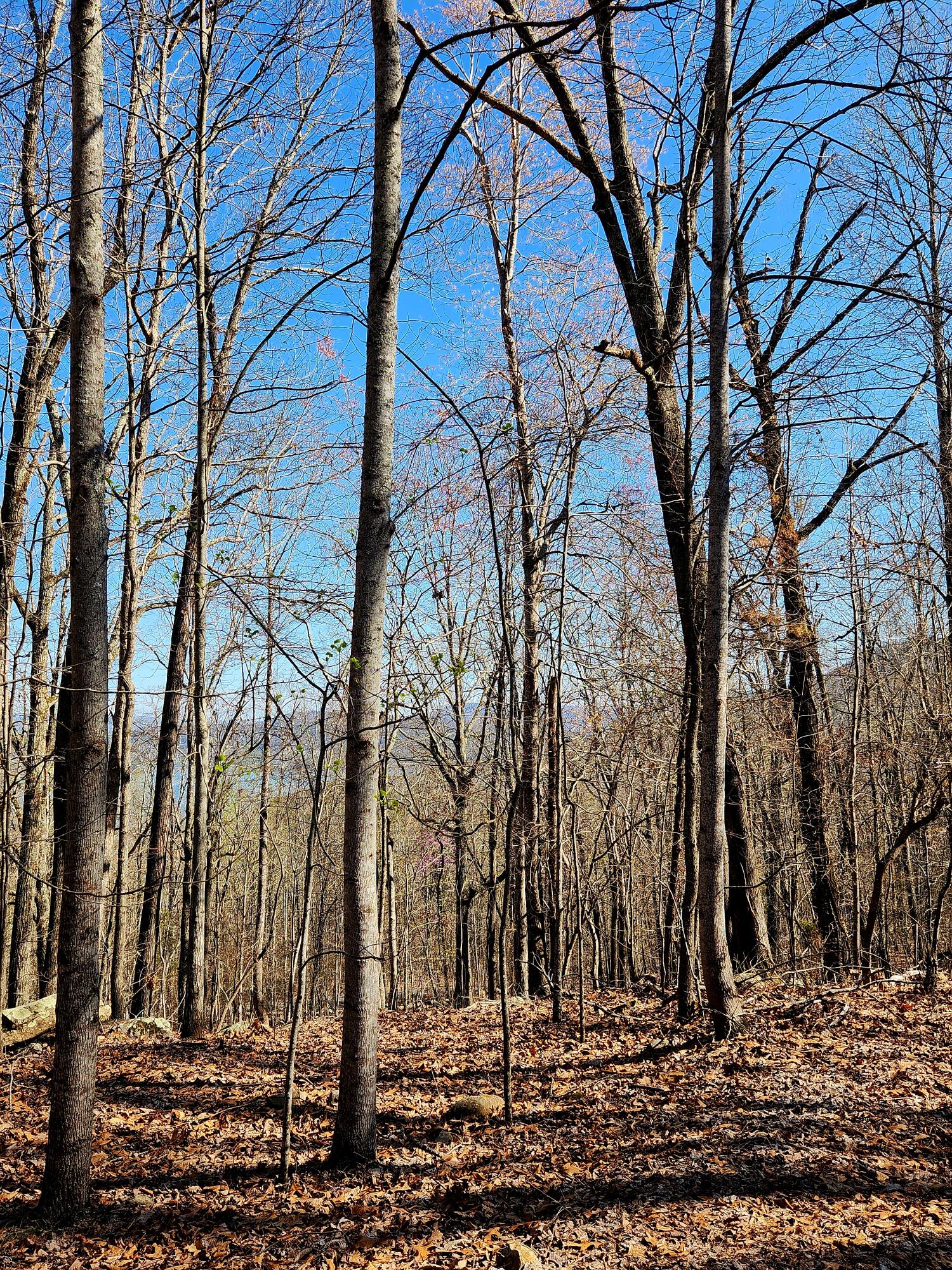 Scenic Drive #6, South Pittsburg, Tennessee image 15