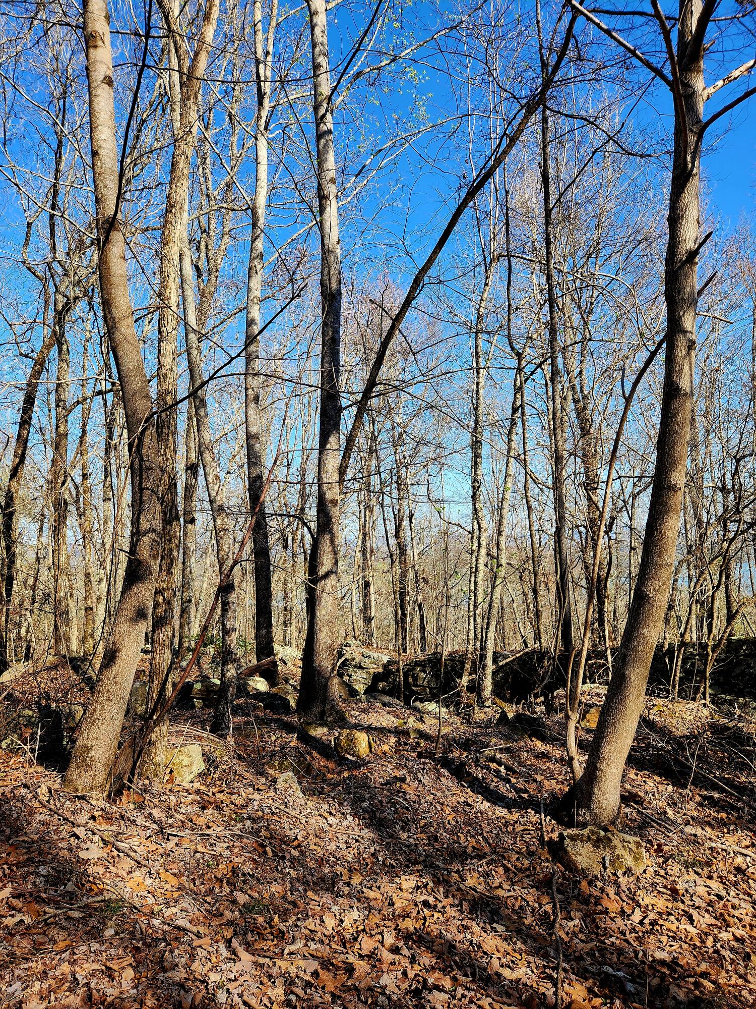 Scenic Drive #6, South Pittsburg, Tennessee image 5