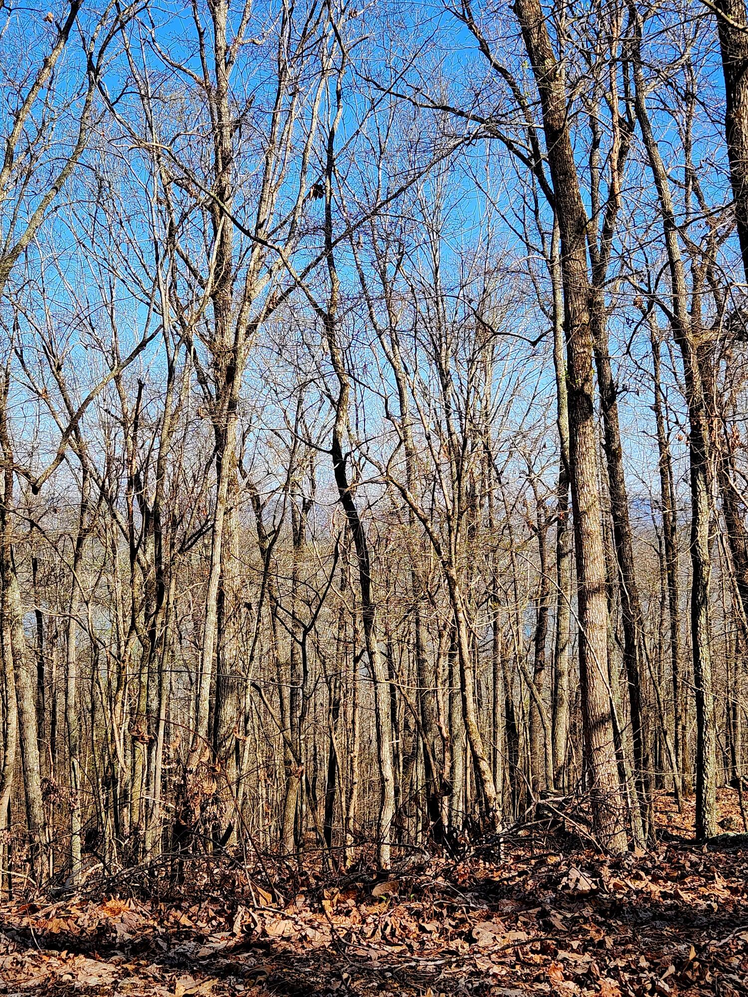 Scenic Drive #6, South Pittsburg, Tennessee image 11