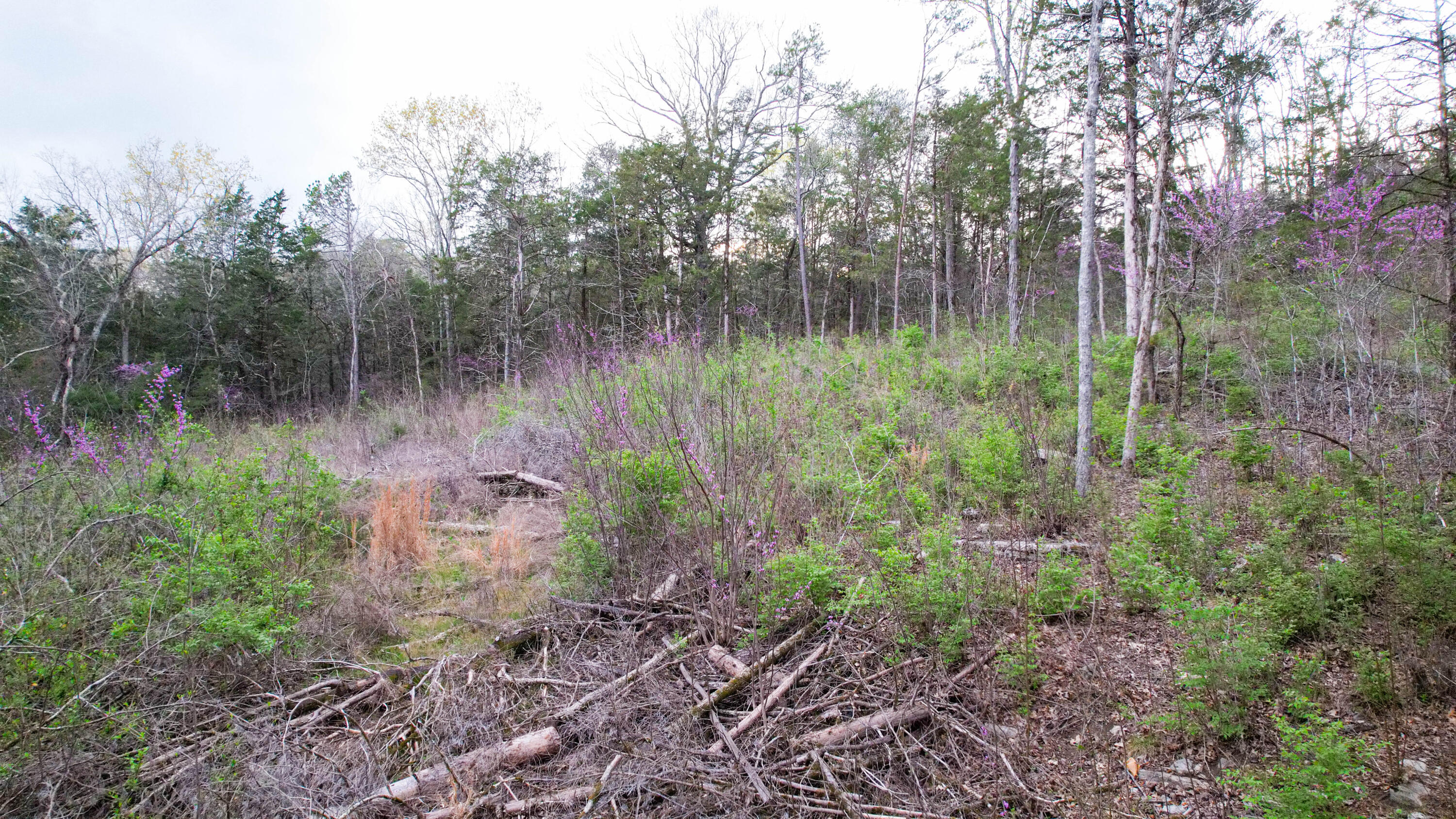 5.13 Acres Mckaig Road, Trenton, Georgia image 9