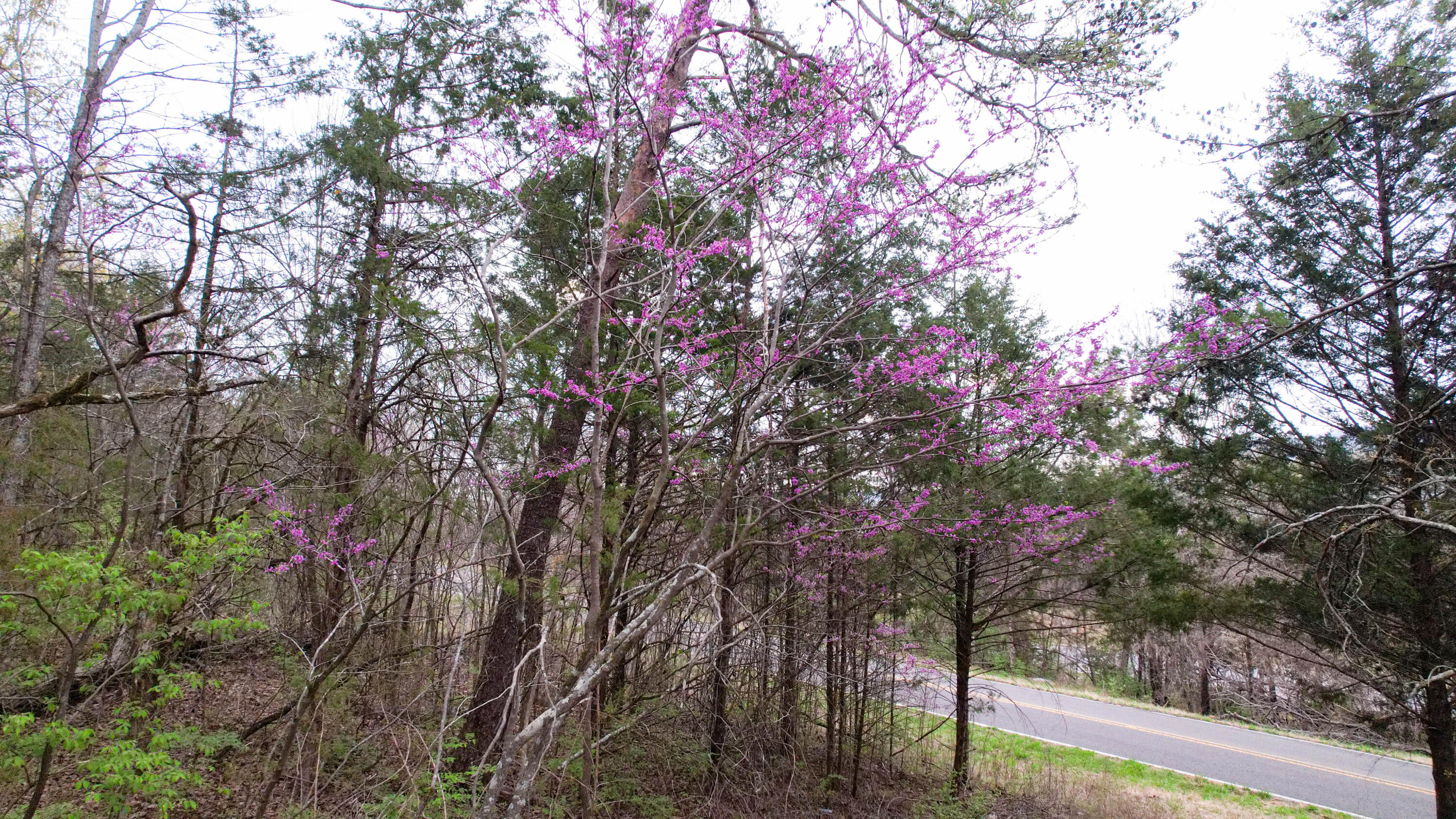 5.13 Acres Mckaig Road, Trenton, Georgia image 12