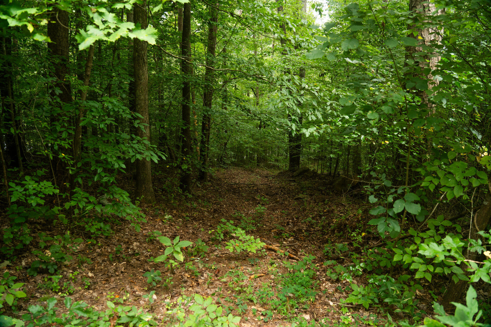 River Canyon Road, Chattanooga, Tennessee image 15