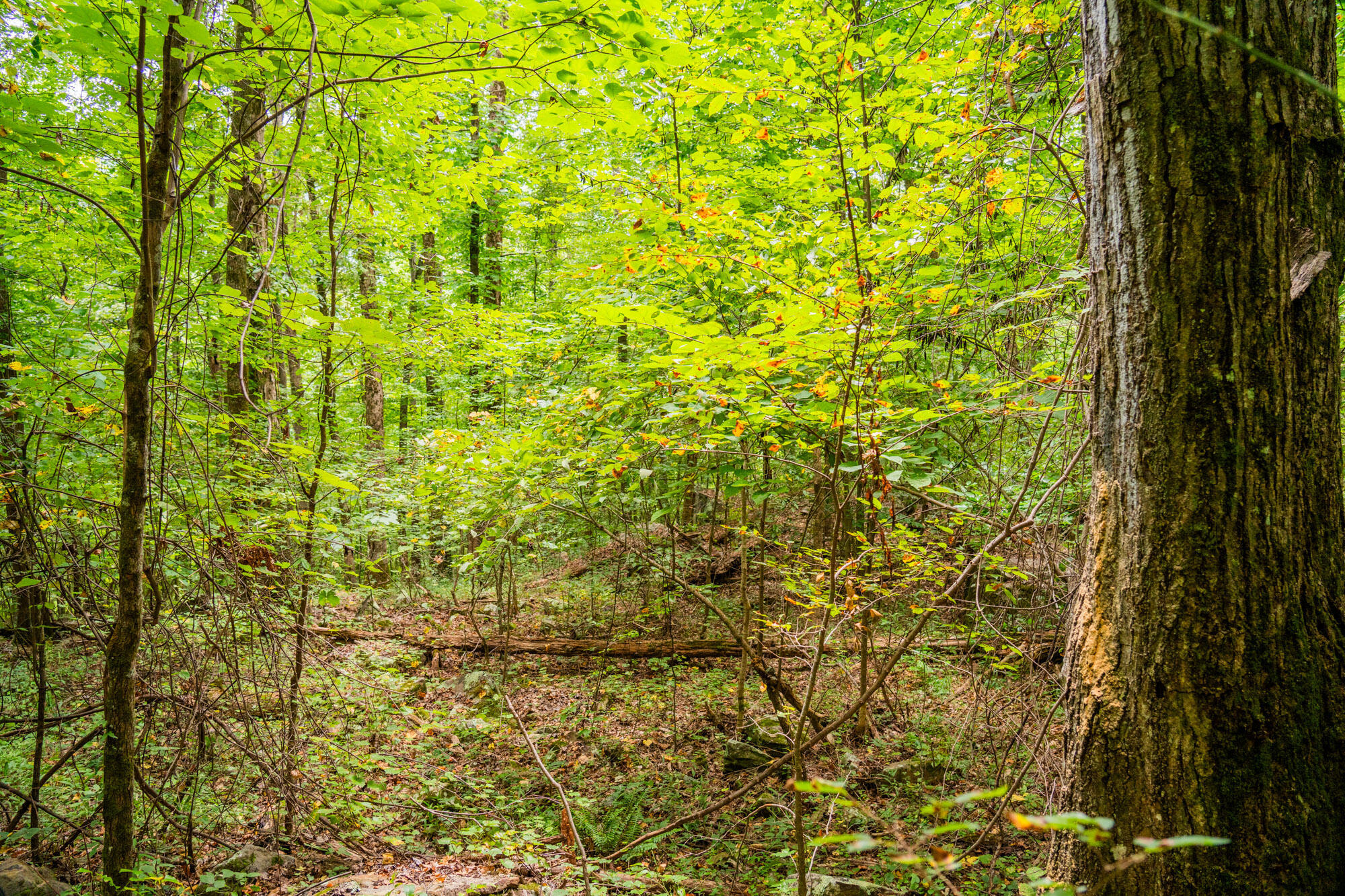 River Canyon Road, Chattanooga, Tennessee image 28