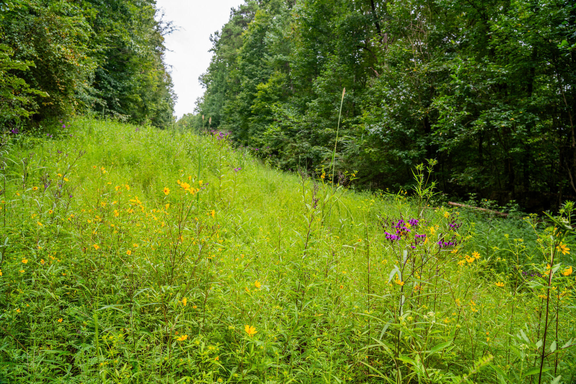 River Canyon Road, Chattanooga, Tennessee image 29