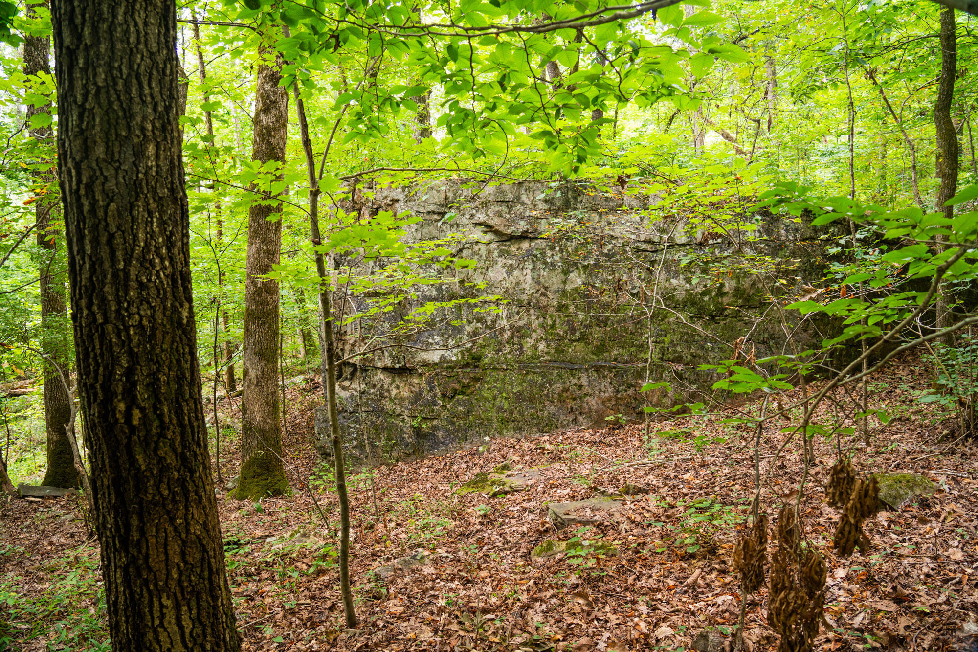 River Canyon Road, Chattanooga, Tennessee image 23