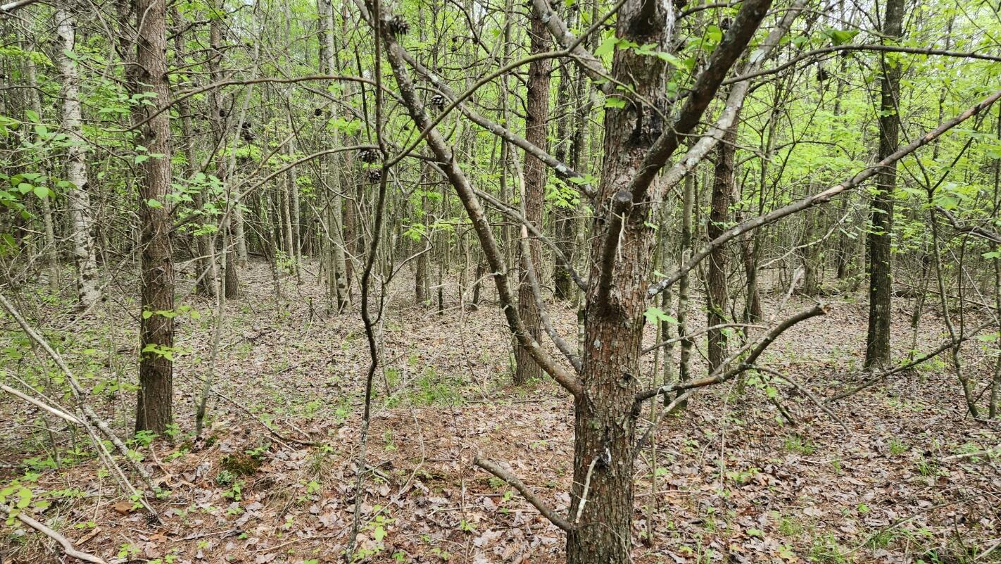 Old Holy Water Road #TRACT 3, Tracy City, Tennessee image 7