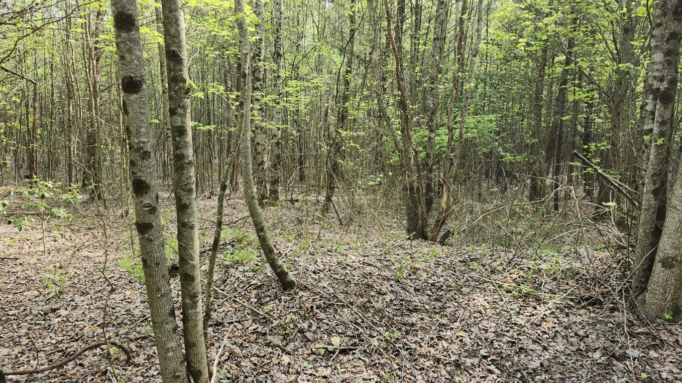 Old Holy Water Road #TRACT 3, Tracy City, Tennessee image 11