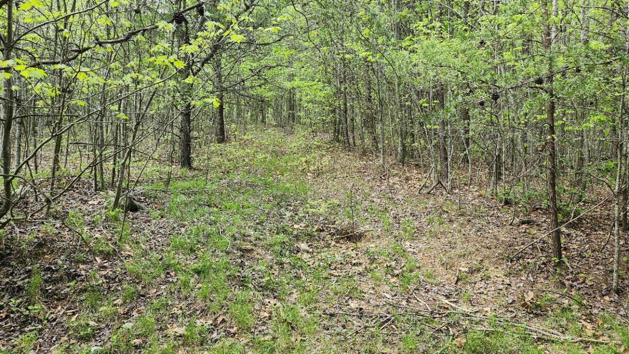 Old Holy Water Road #TRACT 3, Tracy City, Tennessee image 5