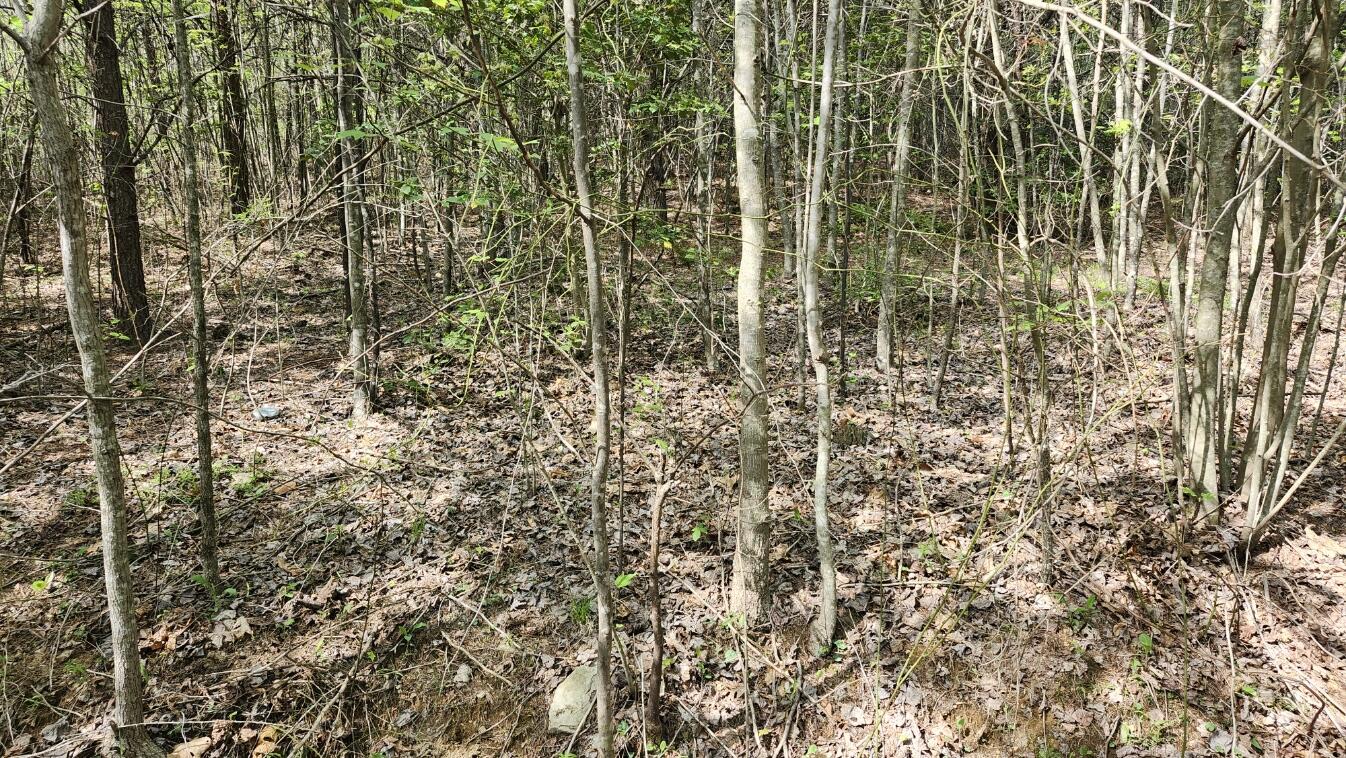 Old Holy Water Road #TRACT 3, Tracy City, Tennessee image 9
