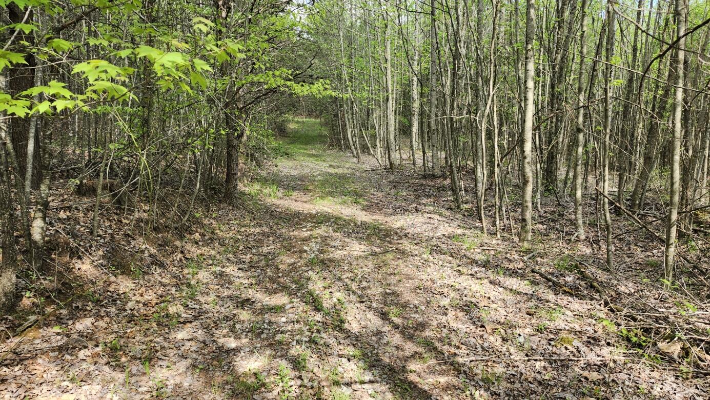 Old Holy Water Road #TRACT 3, Tracy City, Tennessee image 8