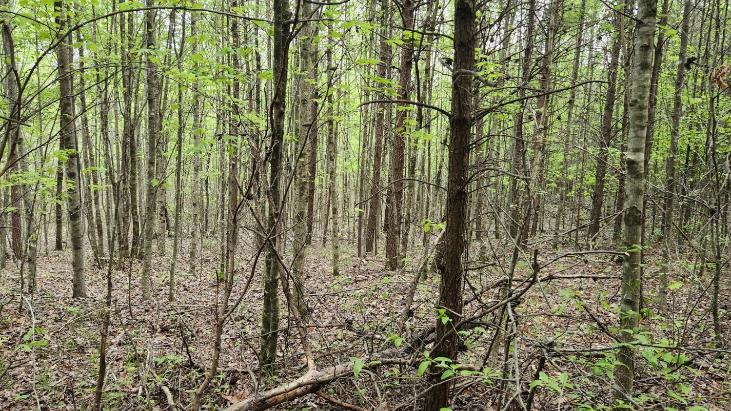 Old Holy Water Road #TRACT 3, Tracy City, Tennessee image 4
