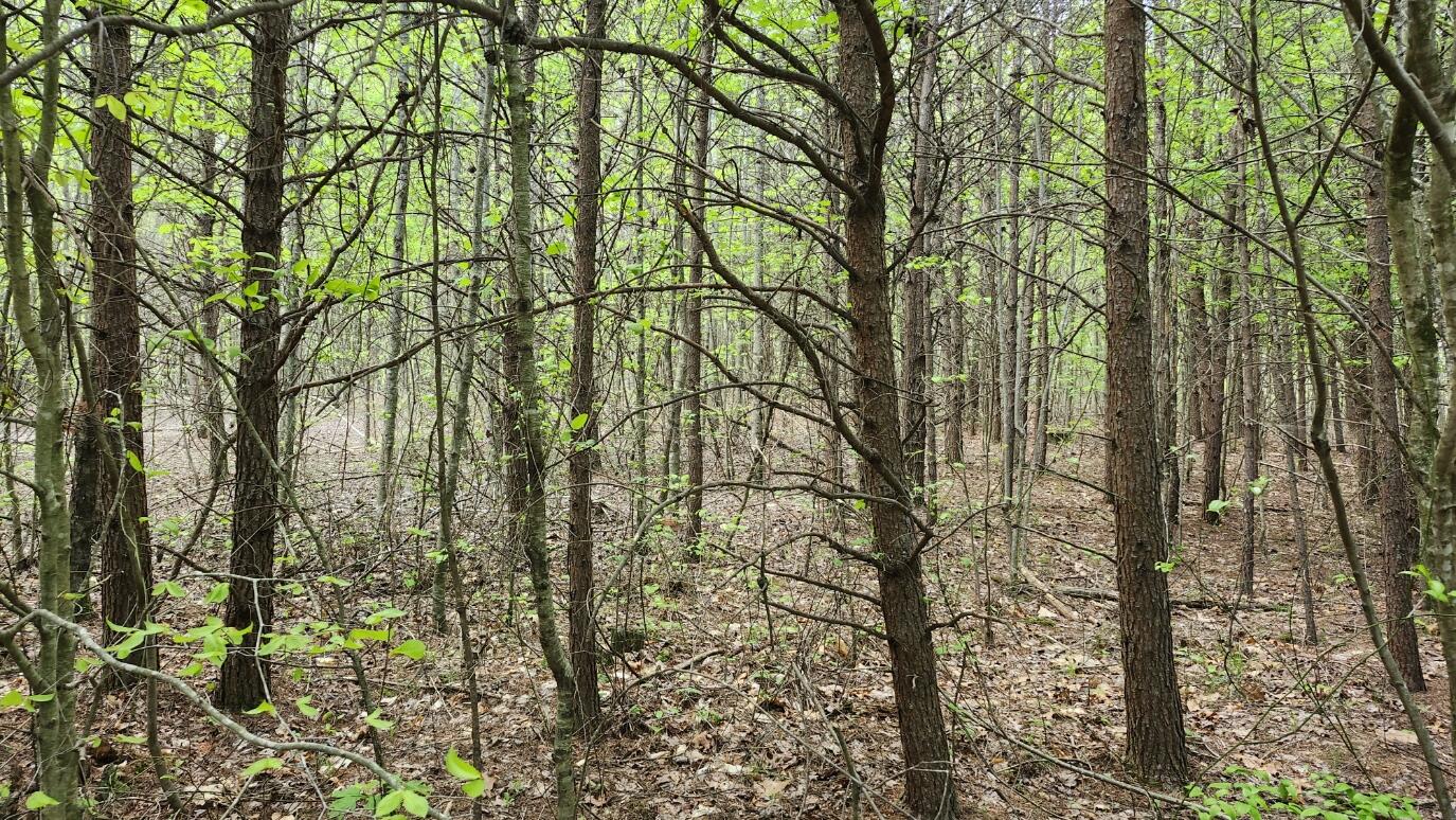 Old Holy Water Road #TRACT 3, Tracy City, Tennessee image 3