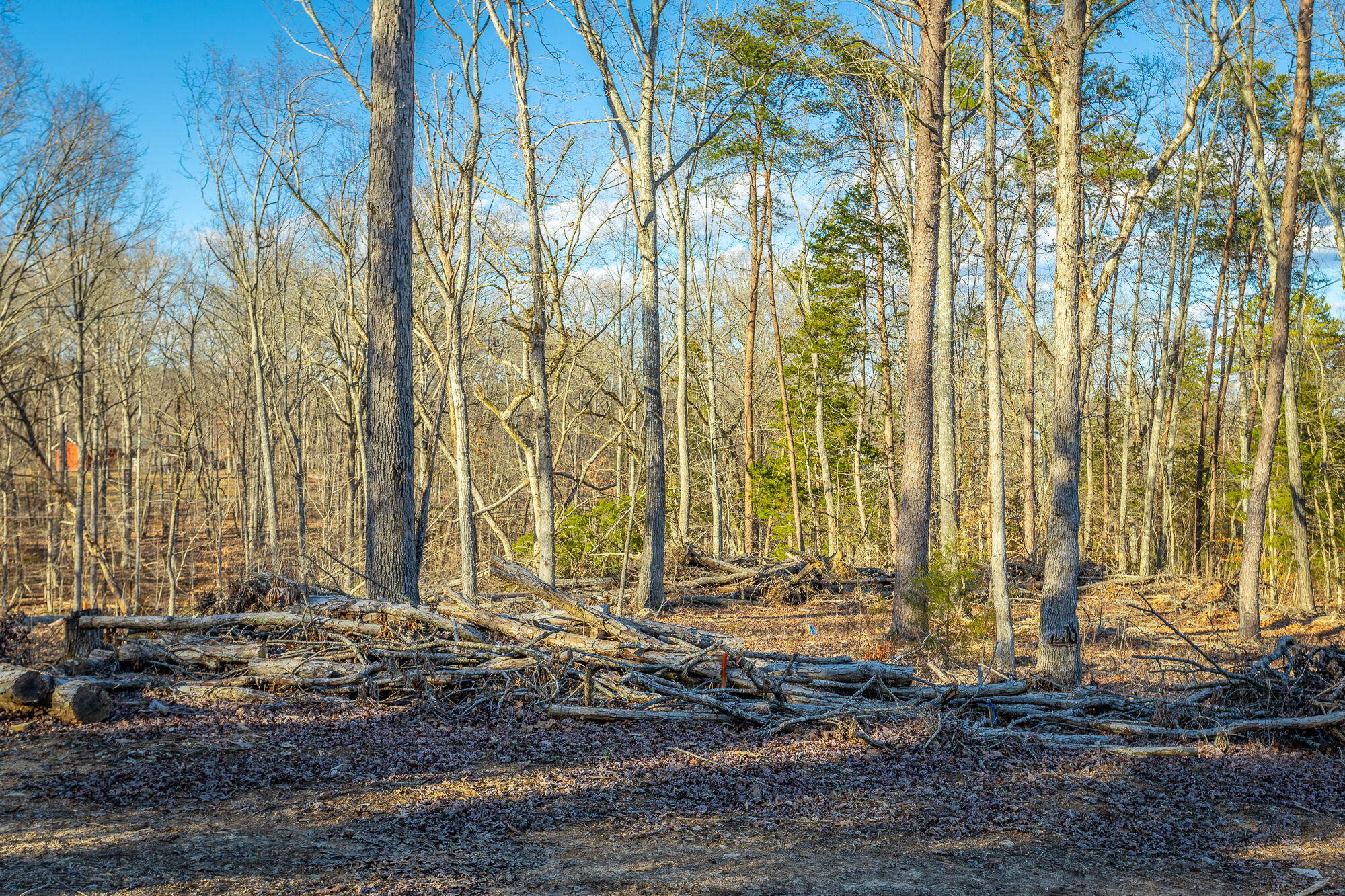 Beach Road #433, Spring City, Tennessee image 33